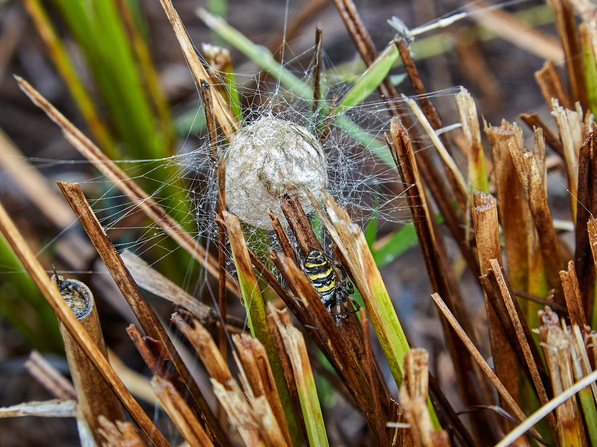 Wasp spider cocoon